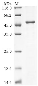 Greater than 85% as determined by SDS-PAGE.