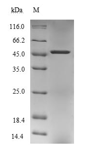 Greater than 85% as determined by SDS-PAGE.