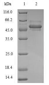 Greater than 90% as determined by SDS-PAGE.