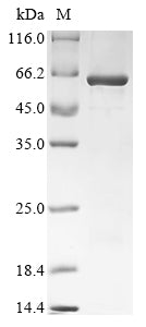 Greater than 85% as determined by SDS-PAGE.