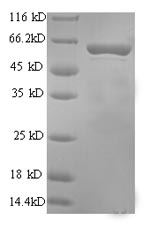 Greater than 90% as determined by SDS-PAGE.