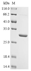 Greater than 90% as determined by SDS-PAGE.