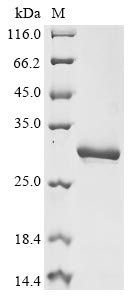 Greater than 85% as determined by SDS-PAGE.