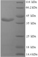 Greater than 90% as determined by SDS-PAGE.