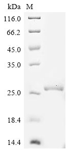 Greater than 90% as determined by SDS-PAGE.