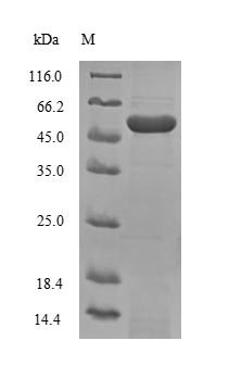 Greater than 90% as determined by SDS-PAGE.