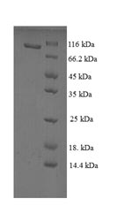 Greater than 90% as determined by SDS-PAGE.