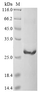 Greater than 90% as determined by SDS-PAGE.