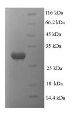 Greater than 90% as determined by SDS-PAGE.