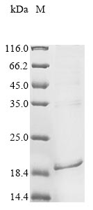 Greater than 85% as determined by SDS-PAGE.