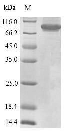 Greater than 90% as determined by SDS-PAGE.