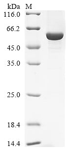 Greater than 90% as determined by SDS-PAGE.