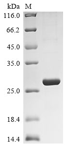 Greater than 90% as determined by SDS-PAGE.