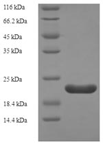 Greater than 90% as determined by SDS-PAGE.