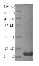 Greater than 90% as determined by SDS-PAGE.