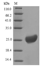 Greater than 85% as determined by SDS-PAGE.