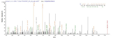 Based on the SEQUEST from database of E.coli host and target protein, the LC-MS/MS Analysis result of this product could indicate that this peptide derived from E.coli-expressed Mus musculus (Mouse) Retn.