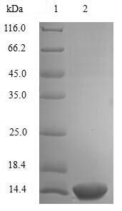 Greater than 90% as determined by SDS-PAGE.