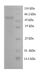 Greater than 90% as determined by SDS-PAGE.