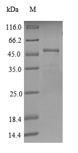 Greater than 85% as determined by SDS-PAGE.