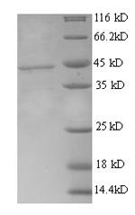 Greater than 90% as determined by SDS-PAGE.