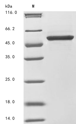 Greater than 85% as determined by SDS-PAGE.