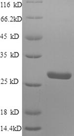 Greater than 90% as determined by SDS-PAGE.