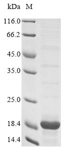 Greater than 85% as determined by SDS-PAGE.