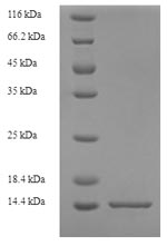 Greater than 90% as determined by SDS-PAGE.