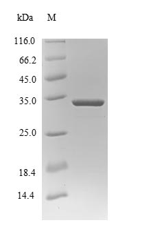 Greater than 85% as determined by SDS-PAGE.