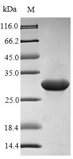 Greater than 90% as determined by SDS-PAGE.