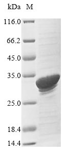 Greater than 85% as determined by SDS-PAGE.