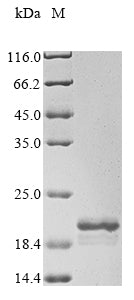 Greater than 85% as determined by SDS-PAGE.