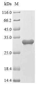 Greater than 85% as determined by SDS-PAGE.