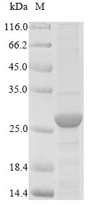 Greater than 90% as determined by SDS-PAGE.