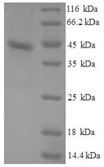 Greater than 90% as determined by SDS-PAGE.