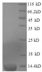 Greater than 90% as determined by SDS-PAGE.