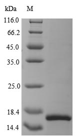 Greater than 90% as determined by SDS-PAGE.