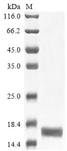 Greater than 85% as determined by SDS-PAGE.