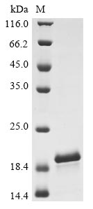 Greater than 90% as determined by SDS-PAGE.