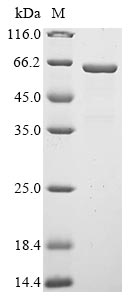 Greater than 90% as determined by SDS-PAGE.