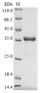 Greater than 90% as determined by SDS-PAGE.