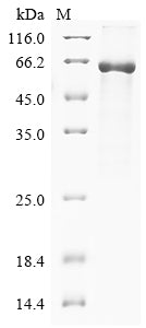 Greater than 85% as determined by SDS-PAGE.