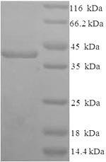 Greater than 90% as determined by SDS-PAGE.