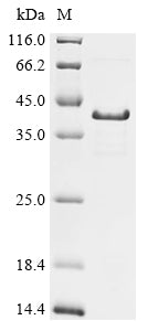 Greater than 85% as determined by SDS-PAGE.