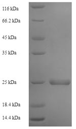 Greater than 90% as determined by SDS-PAGE.