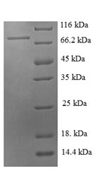 Greater than 90% as determined by SDS-PAGE.