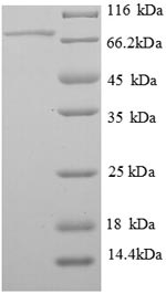 Greater than 90% as determined by SDS-PAGE.