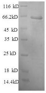 Greater than 90% as determined by SDS-PAGE.