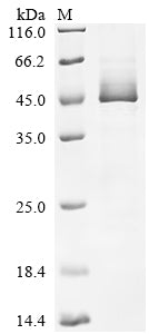 Greater than 85% as determined by SDS-PAGE.